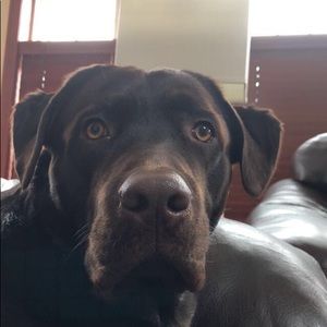 Meet your Posher, Charlie